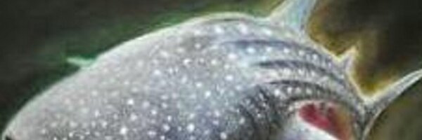 jinbe443 Profile Banner