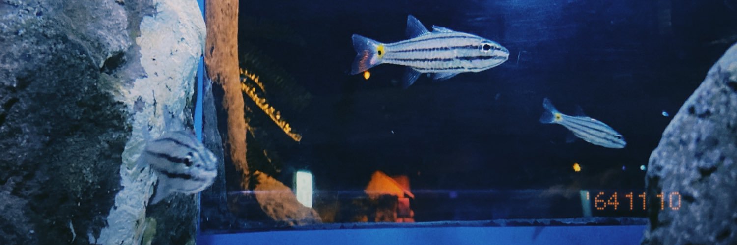 m banner