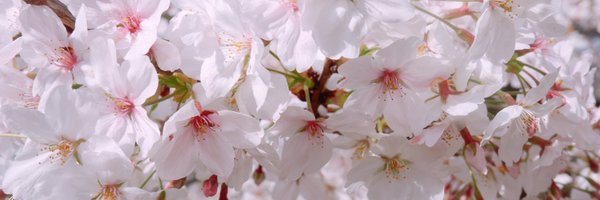 stephsamala Profile Banner