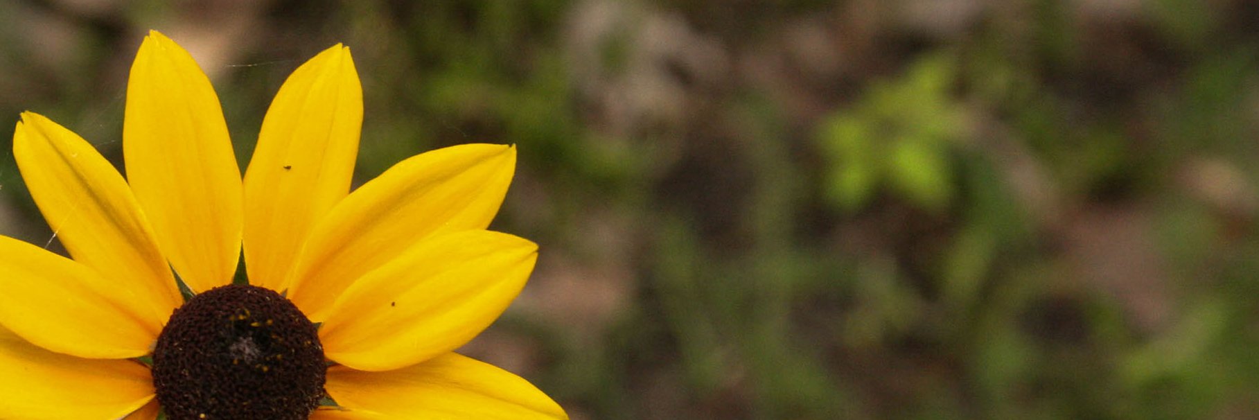 viccake's profile banner image