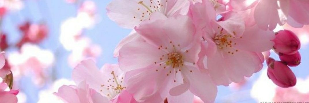 MetoMarionette's profile banner image