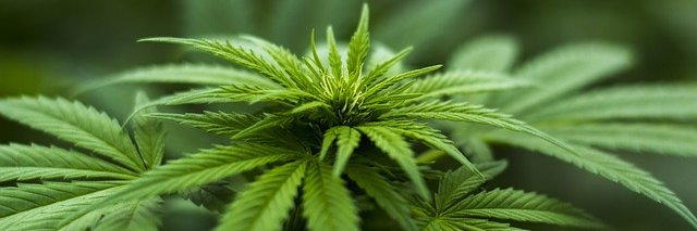 Kronic Relief banner