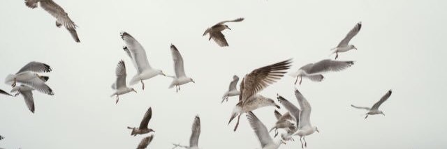 QPaulien's profile banner image