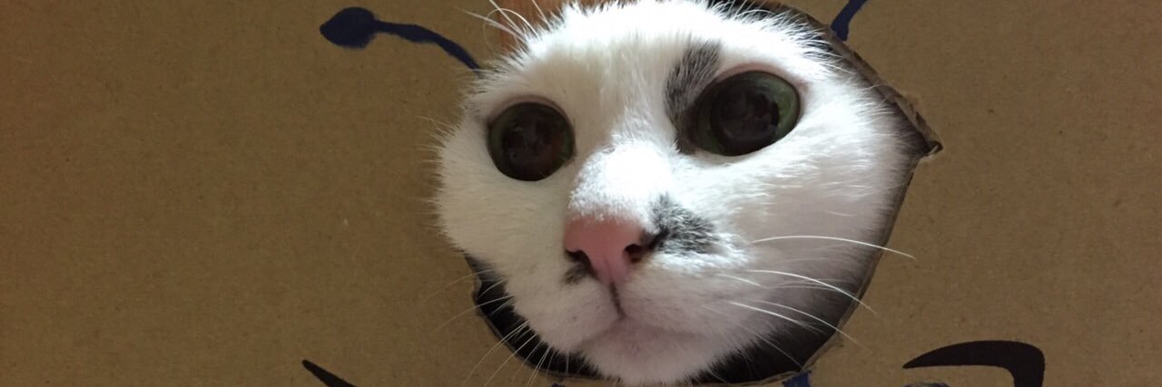 adukicat's profile banner image