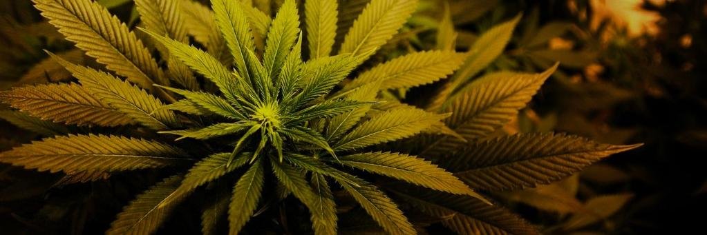 MyFlorida420's profile banner image