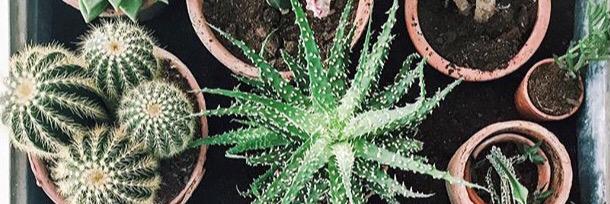 emiliesobels's profile banner image