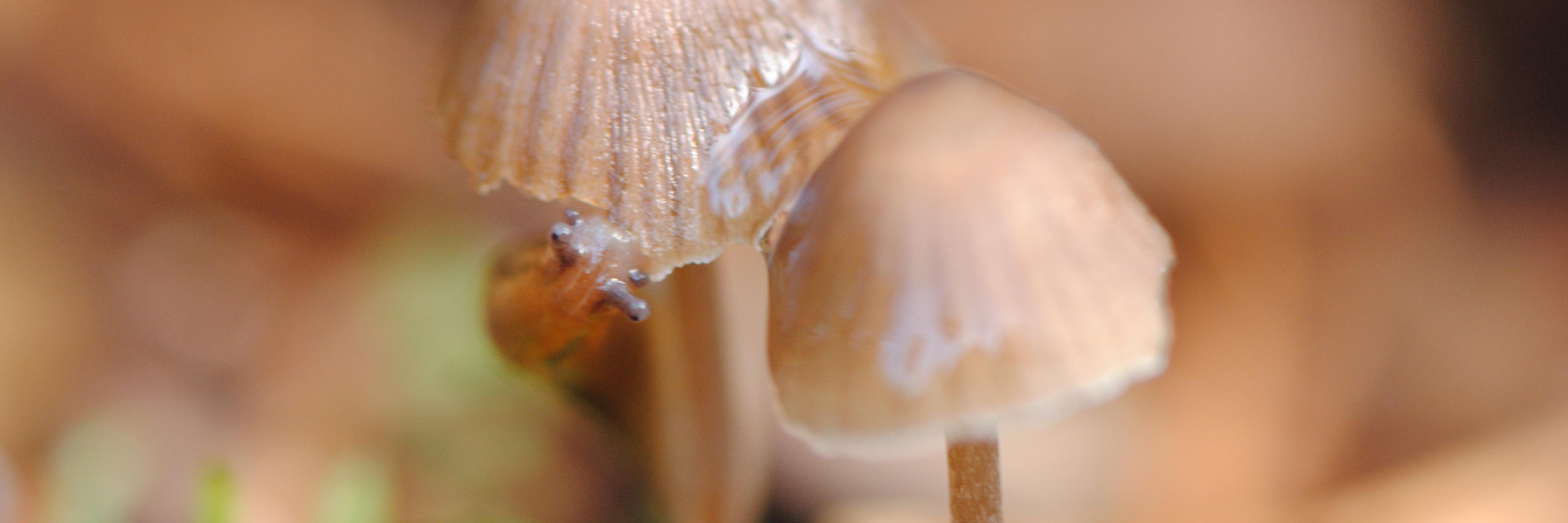 UK Fungus Pictures banner