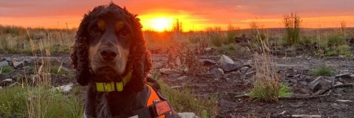 Conservation Dogs banner