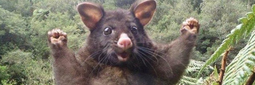 TreenaSmyth's profile banner image