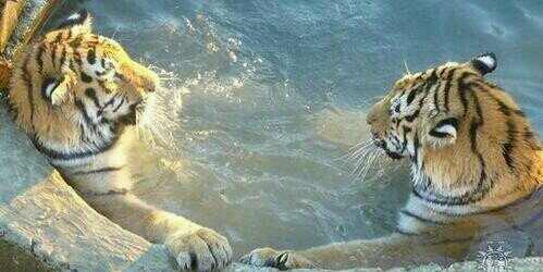 Victoria Spackman banner