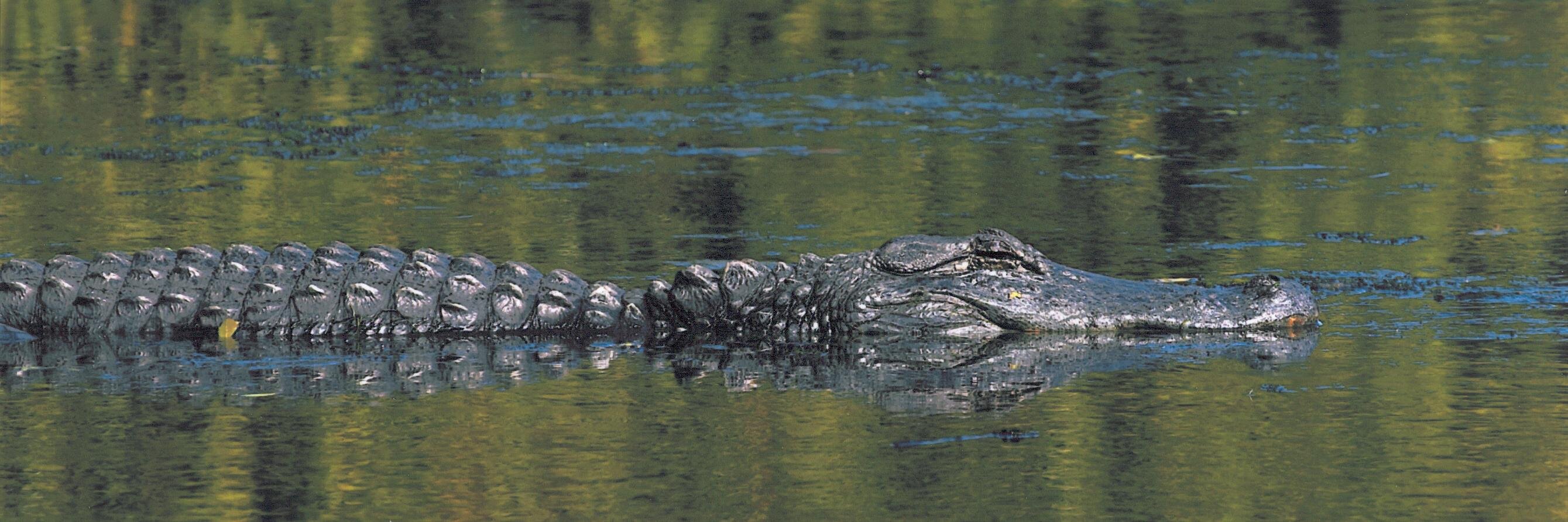 carolinegator's profile banner image