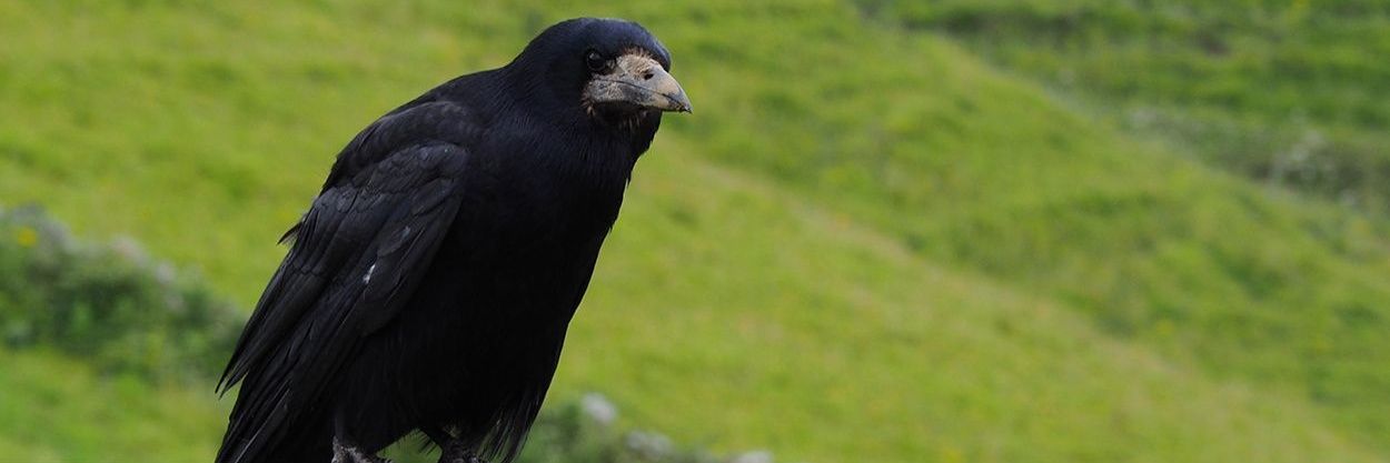 🐺 Kelvariel 🩷💜💙 banner