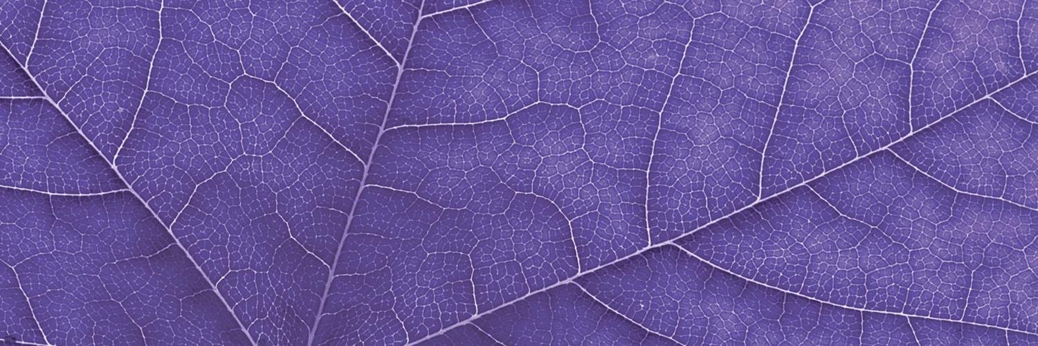 WLUHumanRights banner