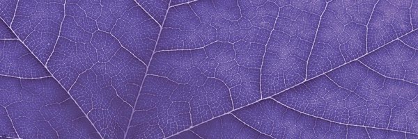 lbhrhd Profile Banner