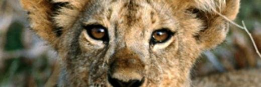 swaggmaster0910's profile banner image