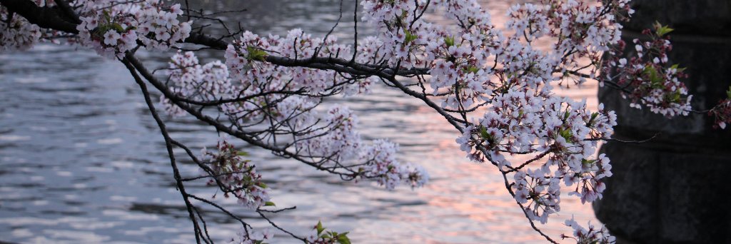 Andreia Oliveira banner