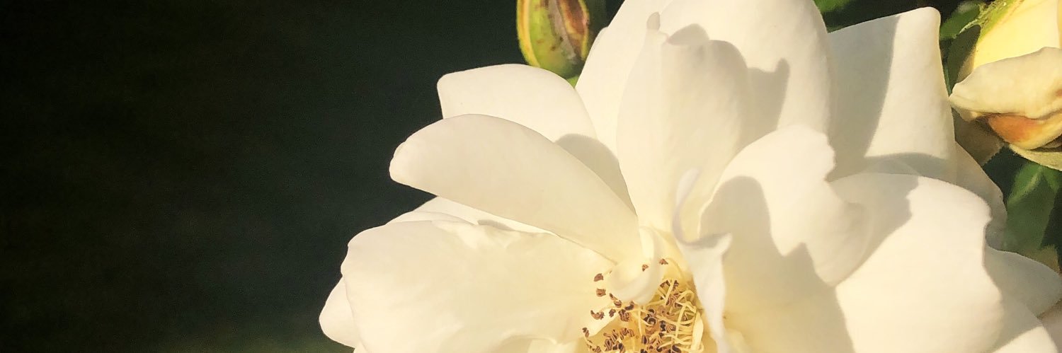 jesspayneee's profile banner image