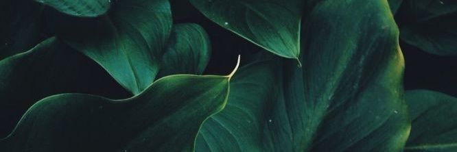 ZaahiraBM's profile banner image