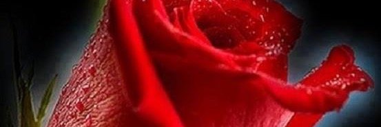 sacchiwalter58's profile banner image