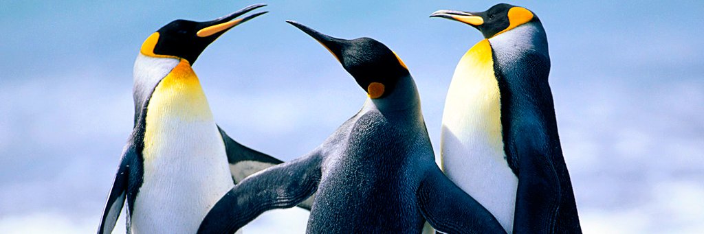 MINIMICROECONOMICS banner