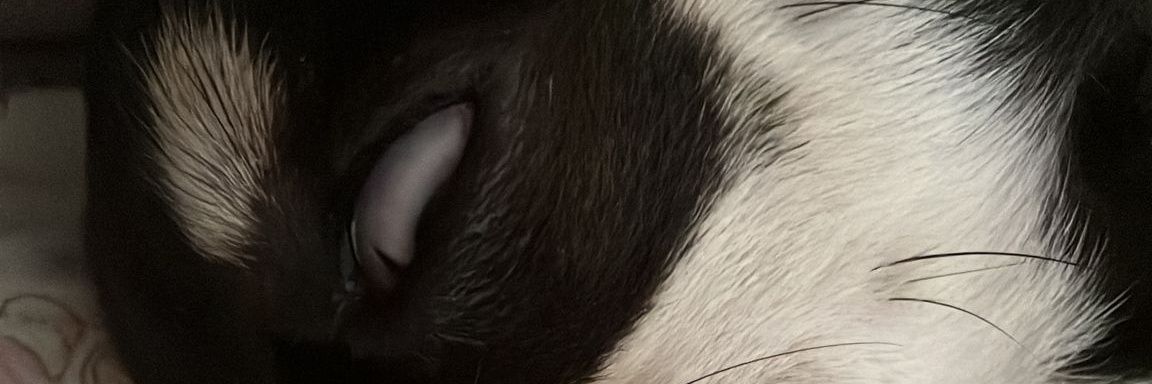Tonijawk's profile banner image