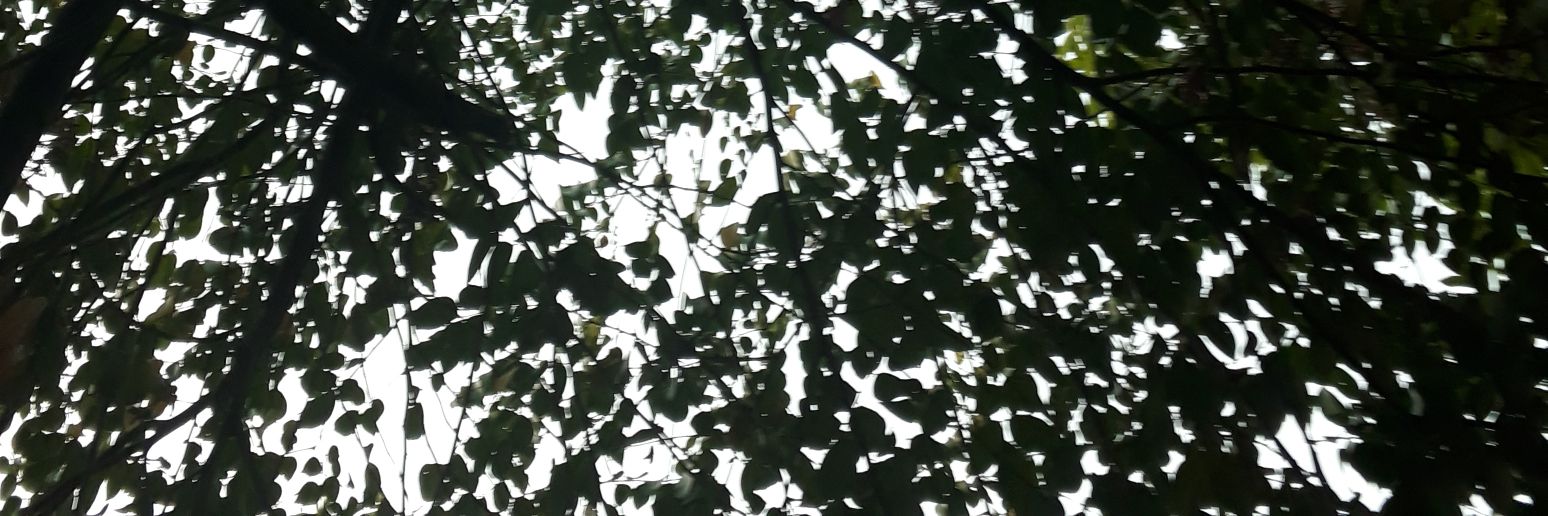 ivarece091's profile banner image