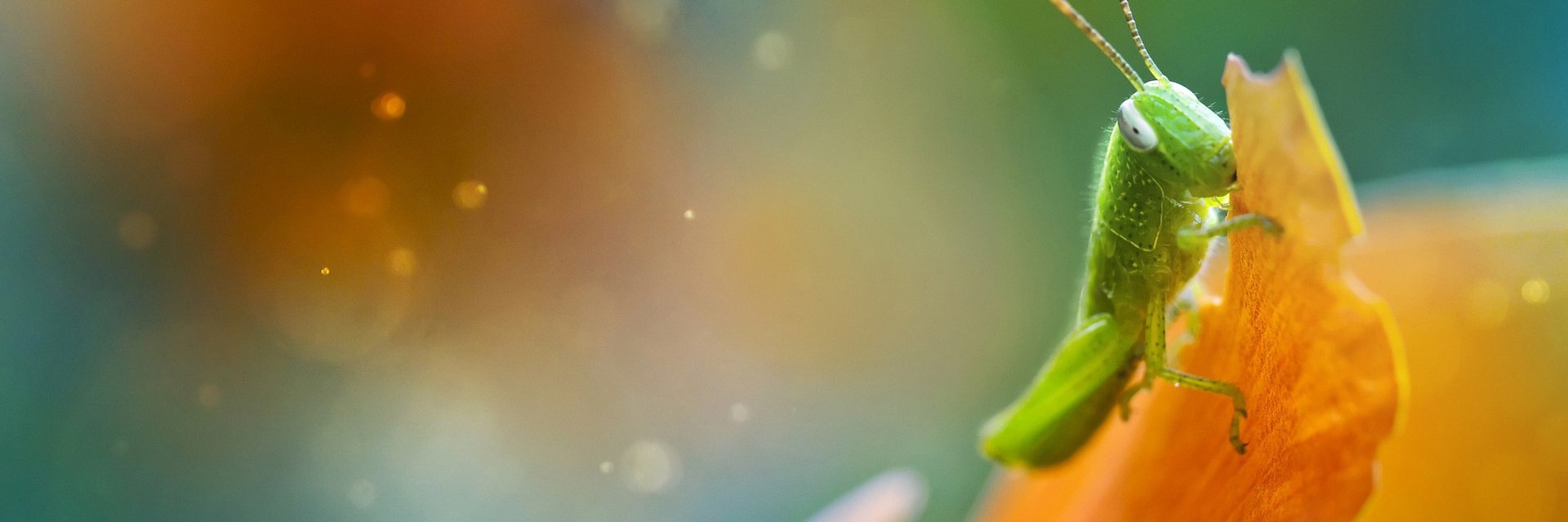 koakley9's profile banner image
