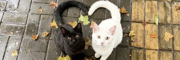 prettykhaleesi Profile Banner