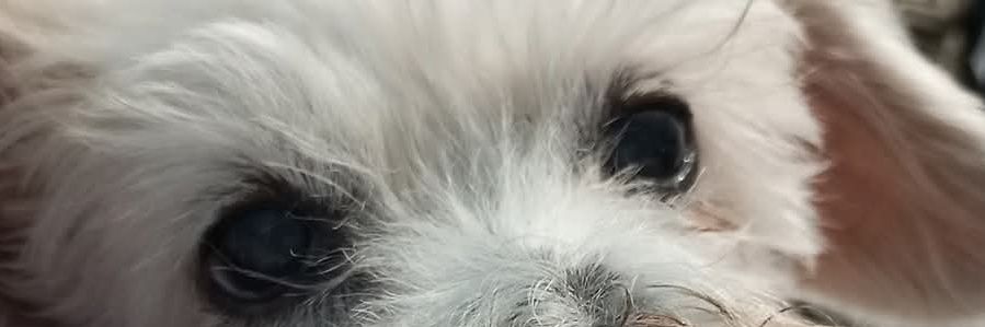 canachury's profile banner image