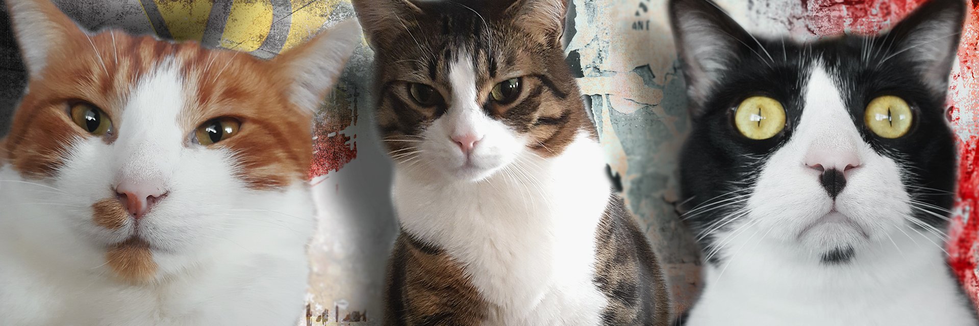 Gülden Geçkin banner