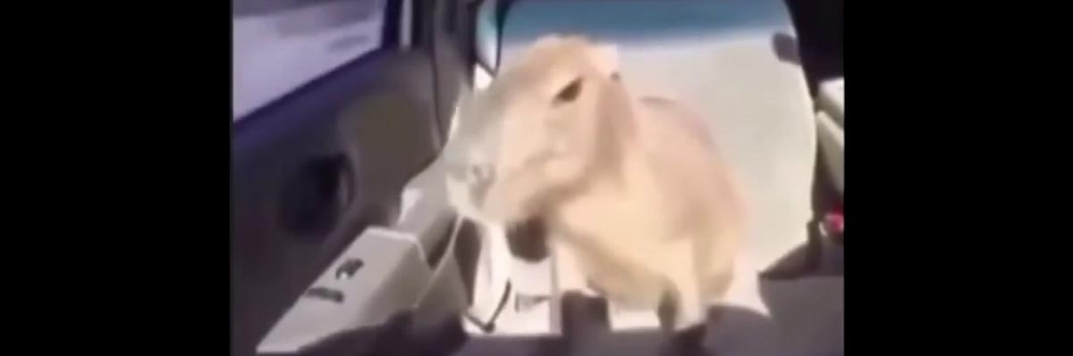 _slowsie's profile banner image