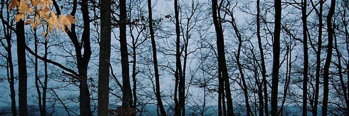 julydps's profile banner image