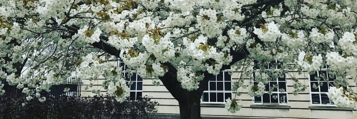 Dr. Reem AlBilali banner