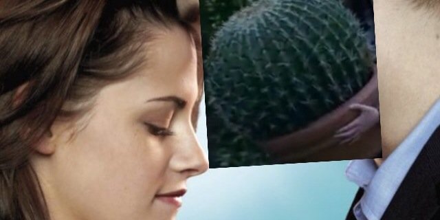 Bellas_Cactus's profile banner image