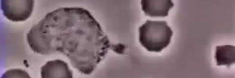 SindeAsis's profile banner image