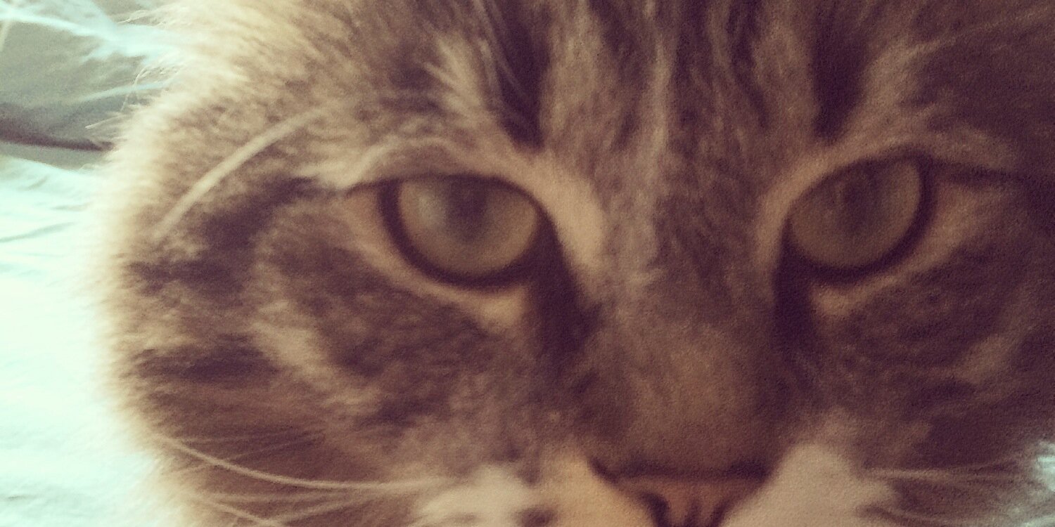EALuss's profile banner image
