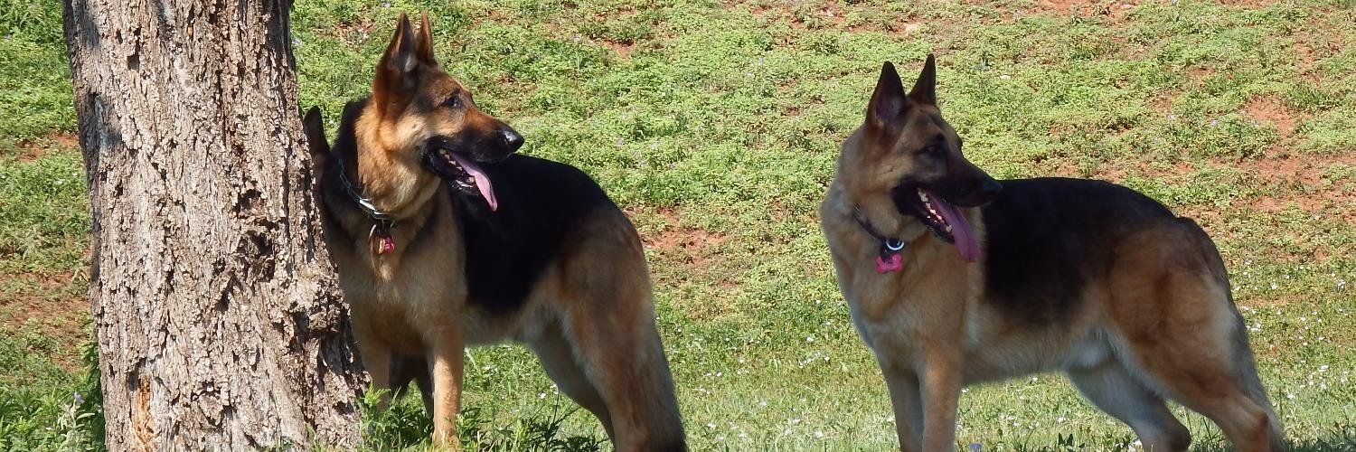 TrainingGSDs's profile banner image
