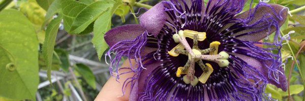 Devsubtropgdn Profile Banner