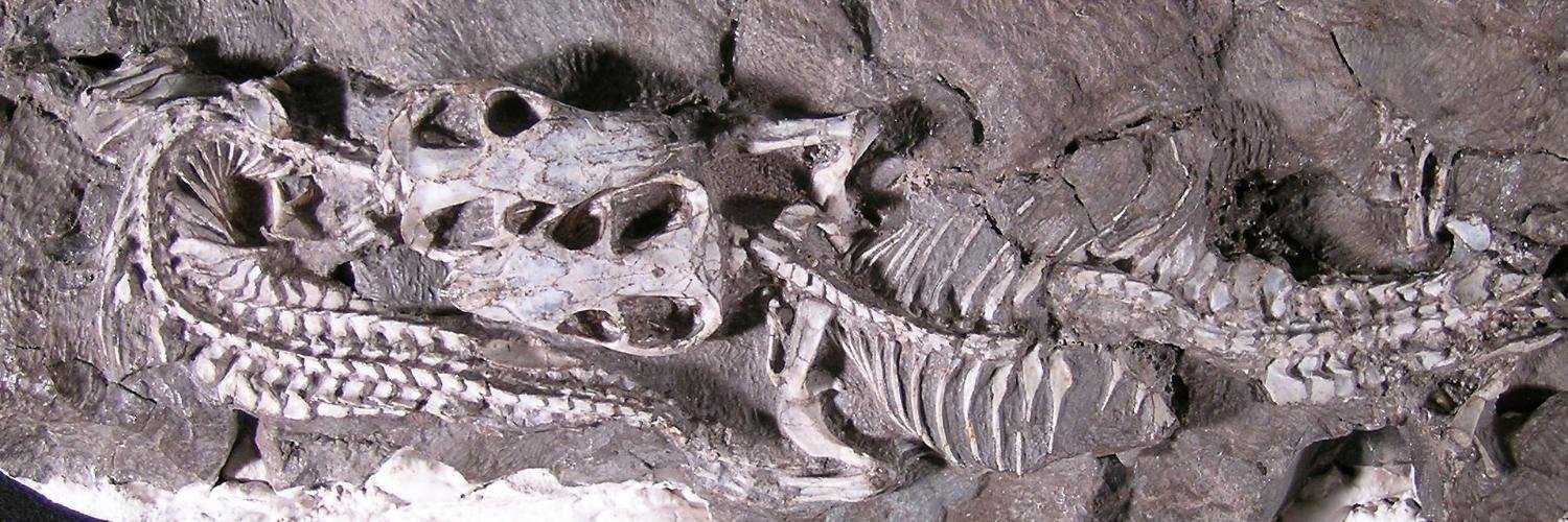 DrFossilhunter's profile banner image