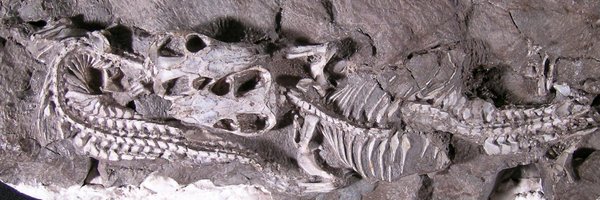 DrFossilhunter Profile Banner