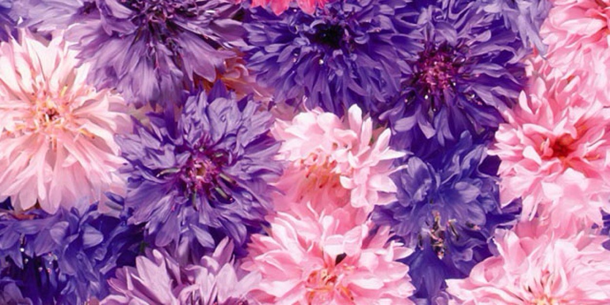 amelie0908's profile banner image