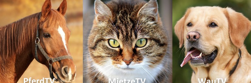 _PetsTV_'s profile banner image