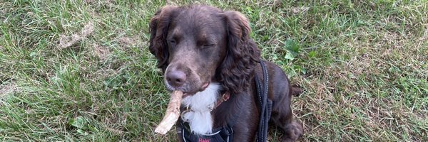 benwodecki Profile Banner