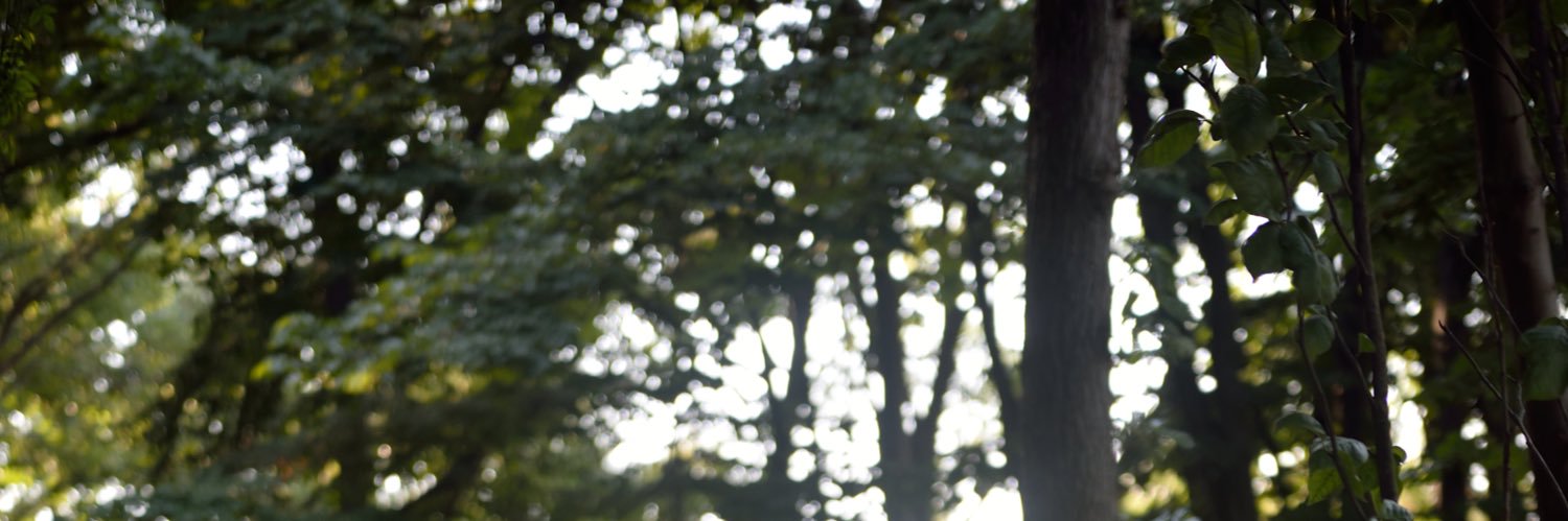 GozdeYilan's profile banner image