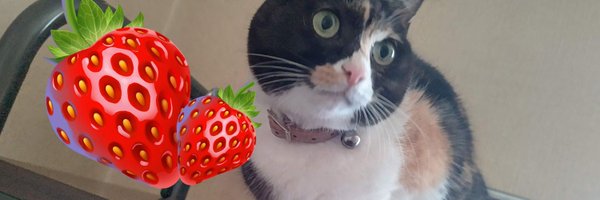 tiramisu_yu Profile Banner