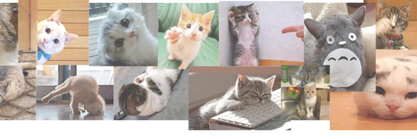 buzzcats_net's profile banner image