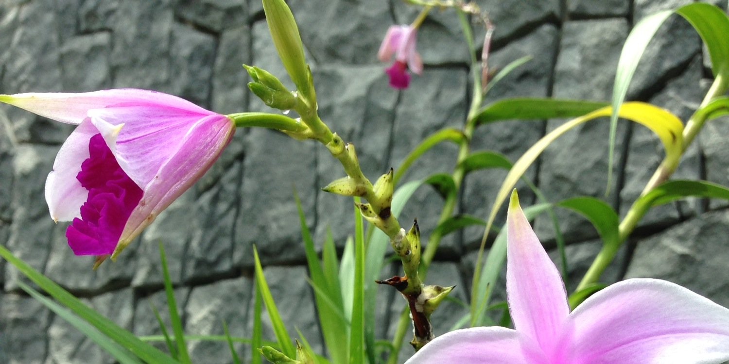 Rebecca Treloar-Cook banner