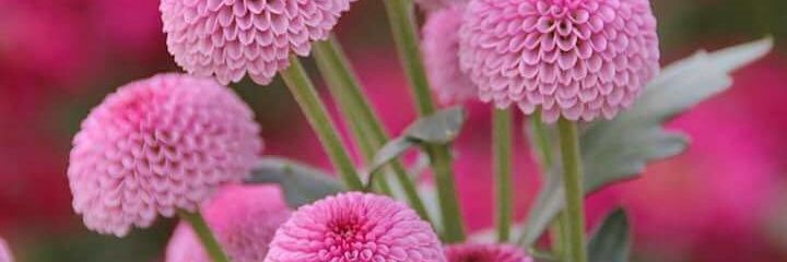 RKichlu's profile banner image