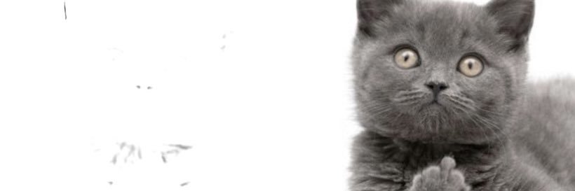 DetBea's profile banner image