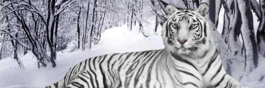 SarahSluter's profile banner image